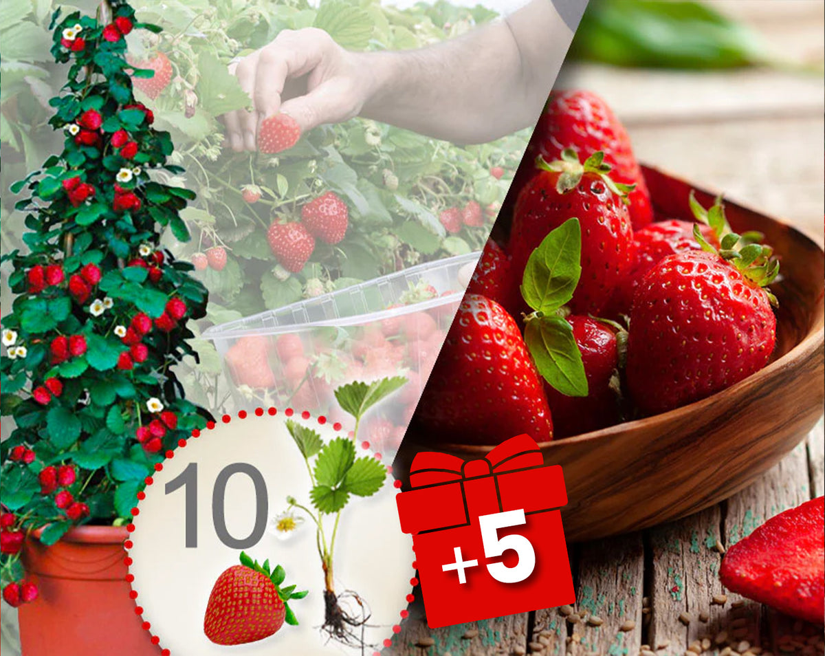 Červené popínavé jahody 10 ks + 5 ks zdarma