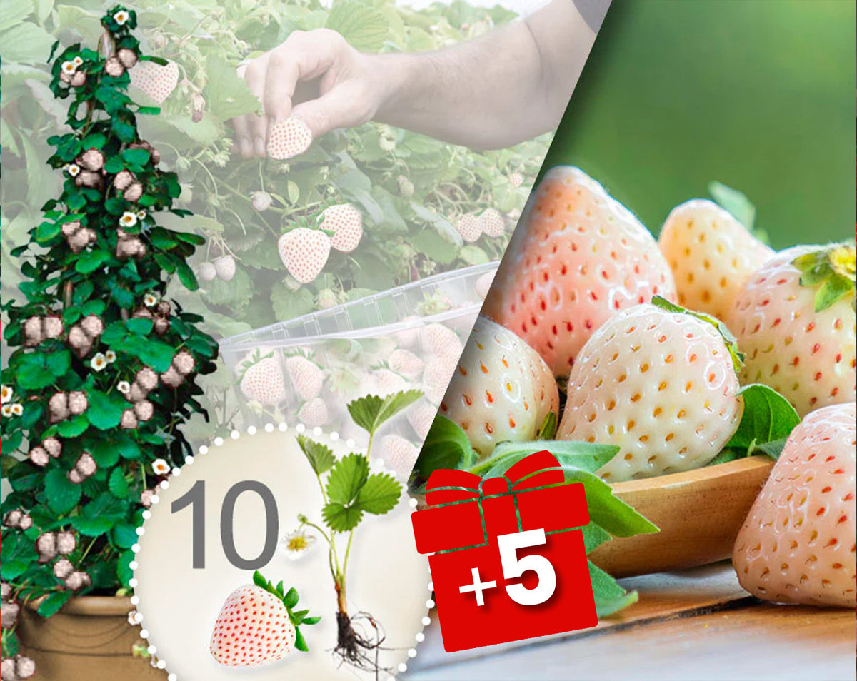 Bílé popínavé jahody 10 ks + 5 ks zdarma