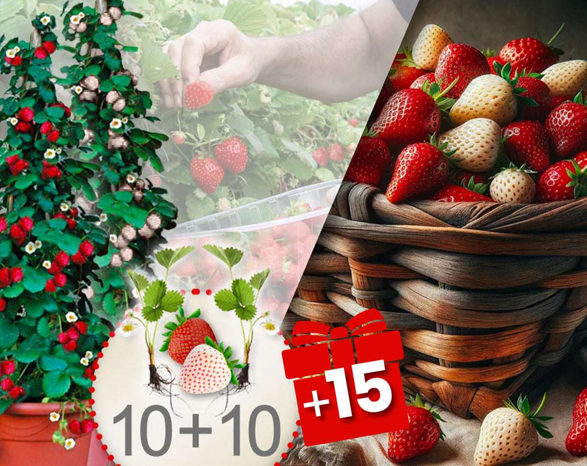 Bílé a červené popínavé jahody 20 ks + 15 ks zdarma