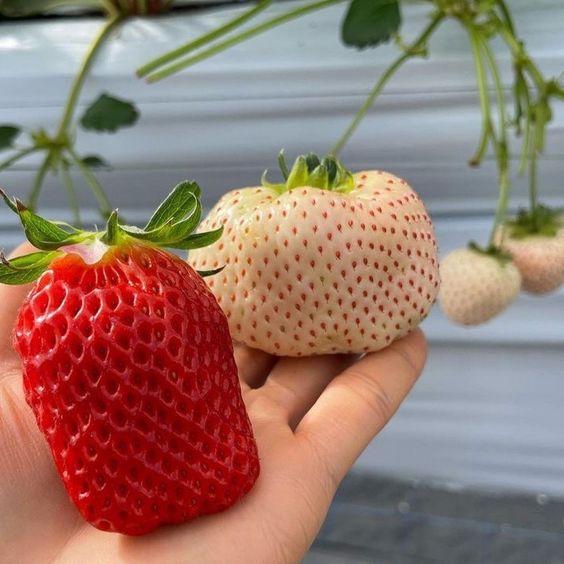 Červené popínavé jahody 5ks